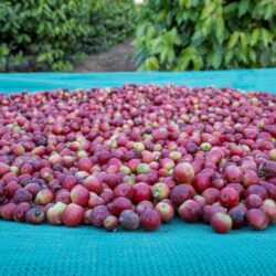 الحملات الميدانية المشتركة تضبط (20159) مخالفًا لأنظمة الإقامة والعمل وأمن الحدود خلال أسبوع