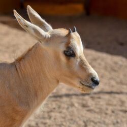 المملكة تستضيف غدًا الاجتماع الأول لمجلس وزراء الأمن السيبراني العرب