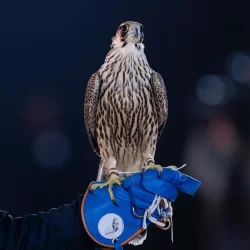 المؤثرون الإقليميون والدوليون يتوافدون إلى المملكة استعدادًا للمشاركة في “ملتقى صُناع التأثير ImpaQ”