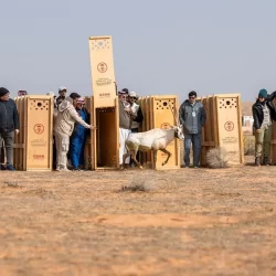 الأرصاد: الفرصة مهيأة لهطول أمطار رعدية مصحوبة بزخات من البرد على هذه المناطق