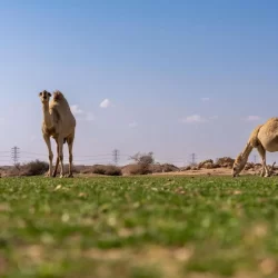 القيادة تعزي أمير الكويت بوفاة الشيخ دعيج إبراهيم الدعيج الإبراهيم الصباح