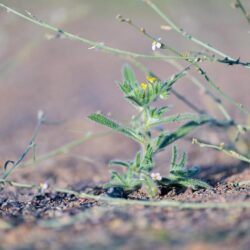 الجامعة العربية تؤكد أن الضفة الغربية وقطاع غزة المحتلَّين يشكلان معًا إقليم الدولة الفلسطينية المستقبلية في إطار حل الدولتين