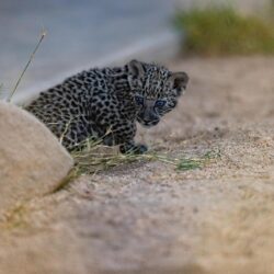 “التخصصي” يكشف 276 اضطرابًا وراثيًا لدى الأجنة عبر رعاية ما قبل الولادة ويوفر 360 مليون ريال سنويًا