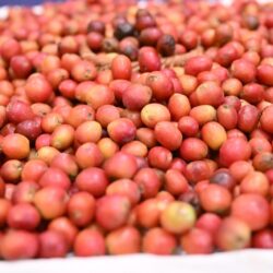 صندوق التنمية الزراعية يوقّع مذكرة تفاهم مع شركة المصنع السعودي لأنظمة الاستزراع السمكي