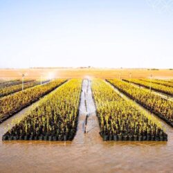 مكافحة المخدرات تقبض على شخصين بمنطقة نجران لترويجهما مادة الحشيش المخدر