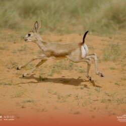 “هيئة النقل” تنفذ أكثر من 388 ألف عملية فحص خلال مارس الماضي