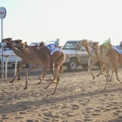 أمير منطقة جازان يستقبل منسوبي الإمارة المهنئين بعيد الفطر