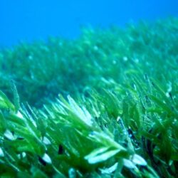 “البيئة” تحقق المركز الأول لجائزة التميز في المحتوى المحلي للجهات الأعلى إنفاقًا