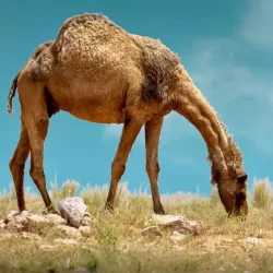 حاج مصري يتجاوز الجلطة القلبية ويستعد لإكمال المناسك بعد علاجه بمدينة الملك عبدالله الطبية