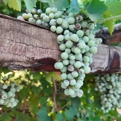 تقرير طبي يبعد حسن كادش من الأخضر