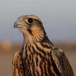 القنصل العام الإيراني: ما قُدّم للحجاج الإيرانيين يعكس نهج المملكة الثابت في احترام الشعوب وخدمة ضيوف الرحمن