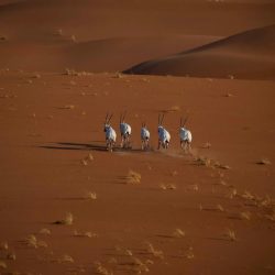 تعيين “الغذاء والدواء” مركزًا إقليميًا للتعاون في مجال التغذية لدى منظمة الصحة العالمية