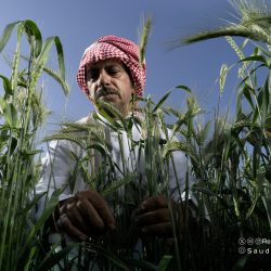 استقرار أسعار الذهب مع تراجع الطلب