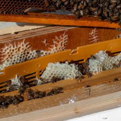 وزير العدل يرأس الاجتماع الـ74 للمكتب التنفيذي لمجلس وزراء العدل العرب