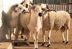 مركز القيادة و التحكم بالدفاع المدني يتابع مؤشرات الأداء الميدانية للقوات