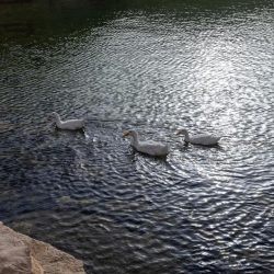 المملكة تشارك في أعمال الدورة 53 لمجلس التنمية الصناعية في فيينا