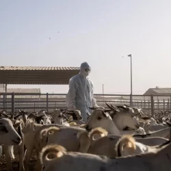 “هيئة الإحصاء”: إجمالي أعداد الحجاج لموسم حج 1446هـ بلغ (1,673,230) حاجًّا وحاجَّة