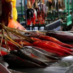 نجاح عملية فصل التوأم الملتصق السعودي “يارا ولارا” بعد عملية جراحية دقيقة استغرقت (12) ساعة ونصفًا