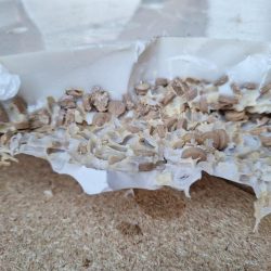 “وزارة الموارد البشرية”: تطبيق المرحلة الثالثة من خدمة تحويل رواتب العمالة المساندة بدايةً من 1 يوليو