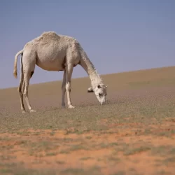 القبض على مروجين للمخدرات في بحرة والقصيم