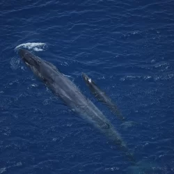 “تجمع مكة الصحي” يطلق حملة التبرع بالدم في جامعة أم القرى