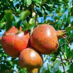 ضبط (21997) مخالفًا لأنظمة الإقامة والعمل وأمن الحدود في مناطق المملكة خلال أسبوع