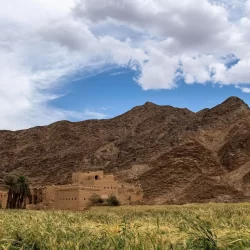 “الشمّام” يُحلّي صيف المملكة بإنتاج وفير يتجاوز (63) ألف طن سنويًا