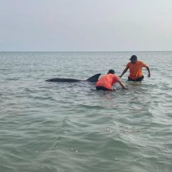 مركز الملك سلمان للإغاثة يواصل دعم قطاع غزة بتوزيع السلال الغذائية على آلاف الأسر الفلسطينية المحتاجة