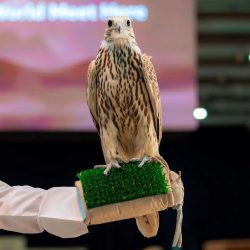 تراجع أسعار النفط .. و”برنت” عند  66.43 دولارًا للبرميل