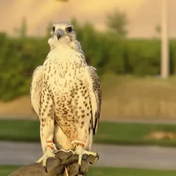 المنتخب السعودي للمعلوماتية يشارك في أولمبياد البلقان بإيطاليا