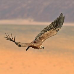 وزير الصحة يستقبل وزير الاتصالات السوري لبحث التعاون في مجال الصحة الرقمية