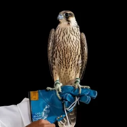 الأرصاد: استمرار تأثير الرياح النشطة المثيرة للأتربة والغبار على هذه المناطق