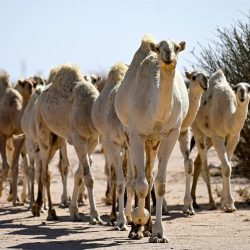 (إثراء) يشارك في أسبوع دبي للتصميم 2025 ويستعرض ملامح “تنوين” في الظهران