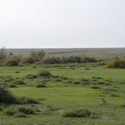 مؤسسة البريد السعودي “سبل” تصدر طابع دوري روشن السعودي