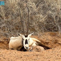 “البيئة” تطلق حملة “ضمانك المحلي” لتعزيز الممارسات الزراعية ورفع جودة وسلامة الغذاء بالمملكة