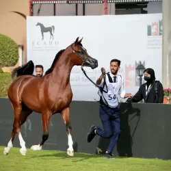 ارتفاع أسعار النفط بسبب المخاوف المرتبطة بالإمدادات