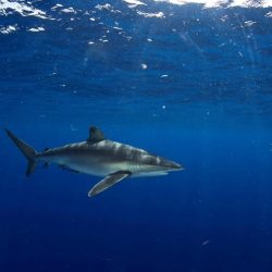 تنفيذ حُكم القتل تعزيرًا بأحد الجناة لارتكابه جرائم إرهابية