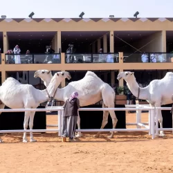 الهيئة العامة للأوقاف تُصدر معايير المستفيد الحقيقي من الأوقاف لتعزيز الحوكمة والشفافية وحماية الأوقاف