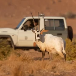 الأخضر يستأنف تدريباته استعدادًا لمواجهة فلسطين في ربع النهائي
