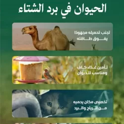 الأمين العام للجامعة العربية يرحب بعقد مؤتمر شامل بالرياض لمعالجة مسألة الجنوب اليمني