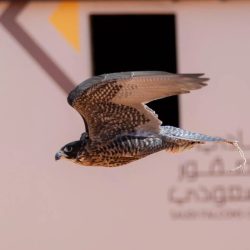 غدًا.. الرياض تستضيف مؤتمر الإعلان عن “طوّاف العُلا 2026”