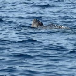 ضبط مخالفين لقطعهما الأشجار بمنطقة تبوك