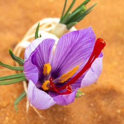 بالفيديو.. الصرامي: رونالدو قد يمنح النصر دفعة مالية لحل أزمة الرخصة الآسيوية