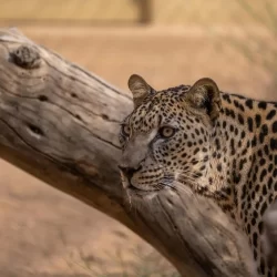 وزارة الصناعة والثروة المعدنية تعلن انضمام 3 شركات وطنية إلى برنامج المنارات الصناعية