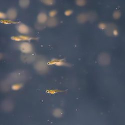 المشرف العام على مركز الملك سلمان للإغاثة يدشّن البرنامج السعودي التطوعي الافتراضي في سوريا