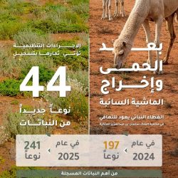 مسالخ المدينة المنورة تستقبل أكثر من 107 آلاف رأس من المواشي خلال الربع الأول من 2026