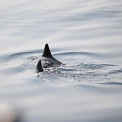 “المنافذ الجمركية” تسجل 1008 حالات ضبط خلال أسبوع