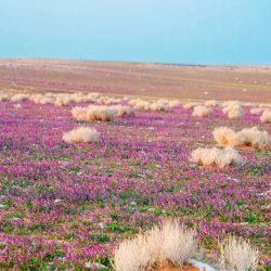أجواء إيمانية وخدمات متكاملة تواكب طلائع الحجاج في المسجد النبوي