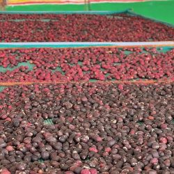 ٣٤ رائد ورائدة يشاركون في رحلة رواد الكشافة العرب إلى (طرابزون) التركية