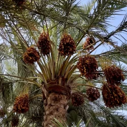 نائب أمير مكة المكرمة يستقبل رئيس فرع النيابة العامة بالمنطقة